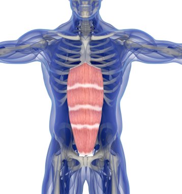 Medical muscle illustration of the rectus abdominis. 3d illustration clipart