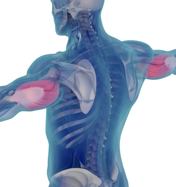 三头肌的医学肌肉图解 3D说明 — 图库照片