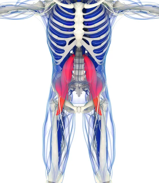 Psoas肌肉的医学解剖学说明 3D说明 — 图库照片