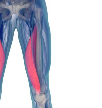 Vastus medialis 'in tıbbi kas illüstrasyonu. 3d illüstrasyon