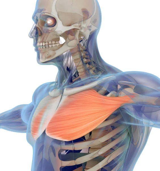 Pectoralis Major Tıbbi Kas Çizimi Illüstrasyon — Stok fotoğraf