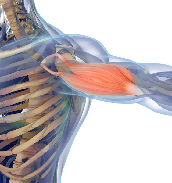 Anatomiczna Ilustracja Ludzkiego Bicepsu Wewnątrz Ciała — Zdjęcie stockowe