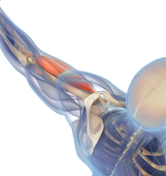 Anatomische Darstellung Des Menschlichen Bizepsmuskels Körper — Stockfoto
