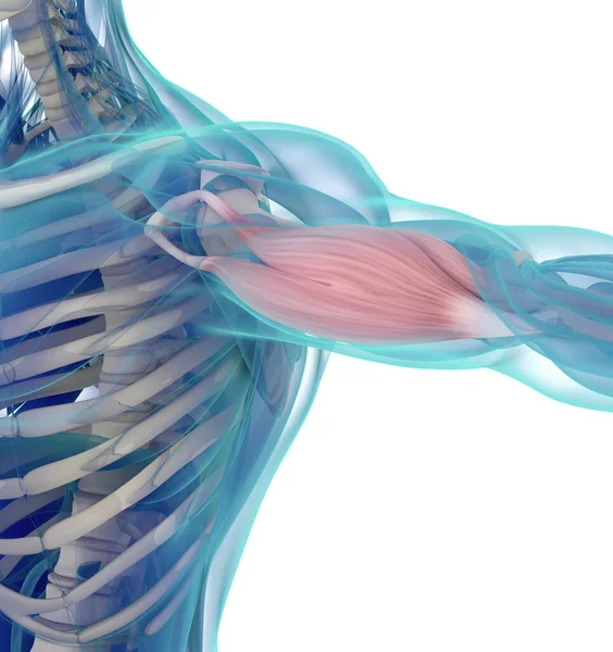Anatomische Darstellung Des Menschlichen Bizepsmuskels Körper — Stockfoto