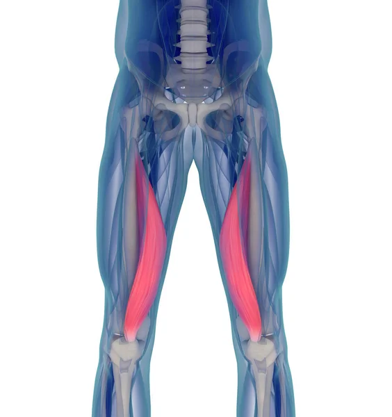 Vastus Medialis Tıbbi Kas Illüstrasyonu Illüstrasyon — Stok fotoğraf