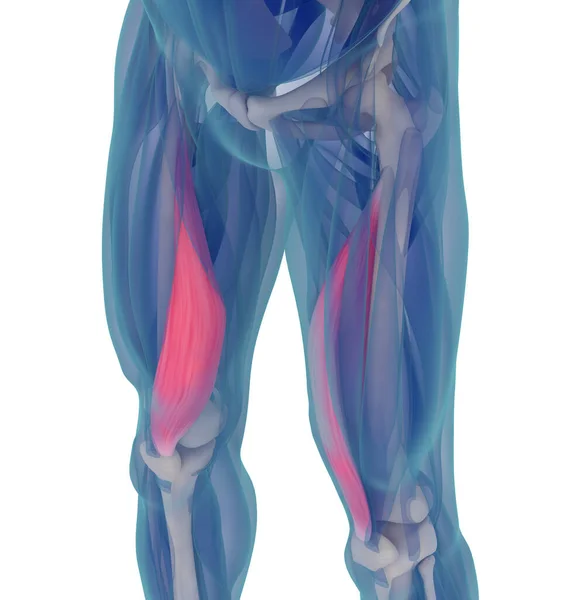 Medizinische Muskelillustration Des Vastus Medialis Illustration — Stockfoto