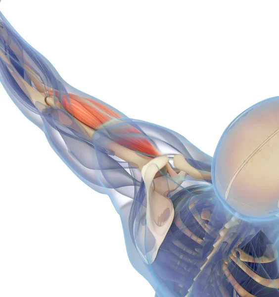 Анатомическая Иллюстрация Бицепсной Мышцы Человека Внутри Тела Стоковое Изображение