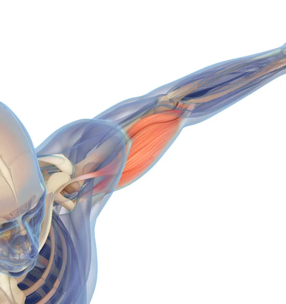 Анатомическая Иллюстрация Бицепсной Мышцы Человека Внутри Тела Стоковая Картинка