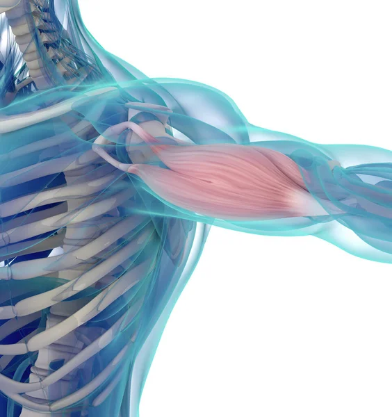 Анатомическая Иллюстрация Бицепсной Мышцы Человека Внутри Тела Стоковое Изображение