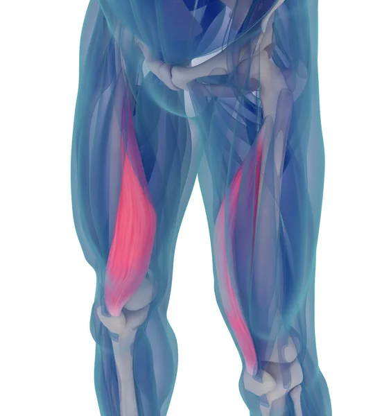 医疗肌肉显示的巨大的内侧 3D说明 免版税图库图片