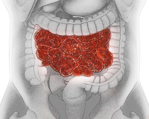 Ilustración Médica Intestinos Colon Bacterias Intestinales Ilustración —  Fotos de Stock