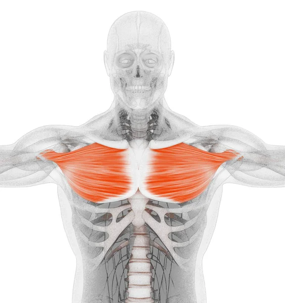 肌肉系统胸腺肌肉解剖 3D说明 — 图库照片
