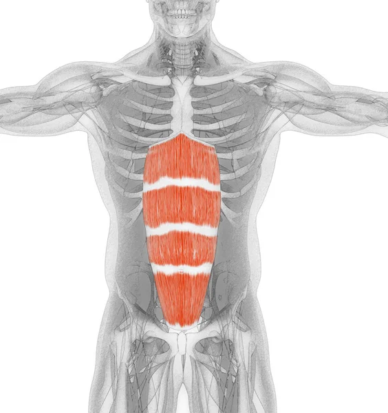 Sistema Muscular Anatomia Muscular Abdominal Ilustração — Fotografia de Stock