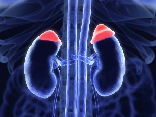 Adrenal bezler kırmızı ve böbreklerde. Görüntü gibi resimli röntgen. 3B illüstrasyon