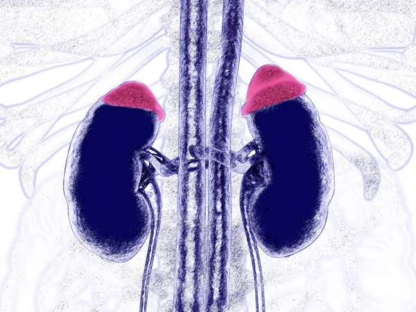 Адреналінові Залози Червоних Ниркових Ілюстроване Рентгенівське Зображення Ілюстрація — стокове фото