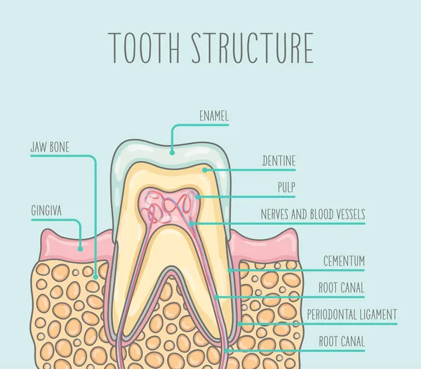 Vektorillustration Hälsosam Mänskliga Tandsubstans Illustrationen Lämplig För Dental Affischer Broschyrer — Stock vektor