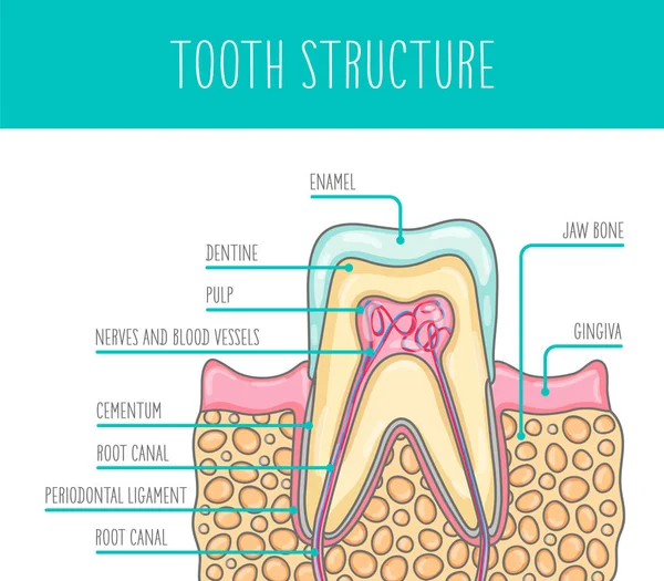 Ilustración Vectorial Una Estructura Dental Humana Saludable Ilustración Adecuada Para — Archivo Imágenes Vectoriales