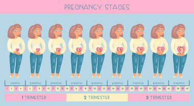 Tatlı hamile kadın. Gebelik, ay ay embriyo gelişimi aşamaları.