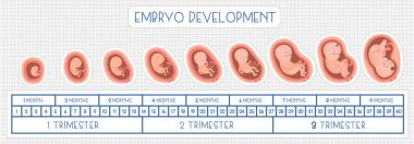 Embriyo gelişimin. Vektör düz Infographic simgeler.