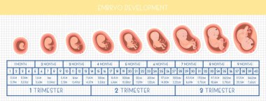 Stages of embryo development. Vector flat infographic icons. clipart