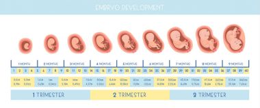 Embriyo gelişimin. Vektör düz Infographic simgeler.