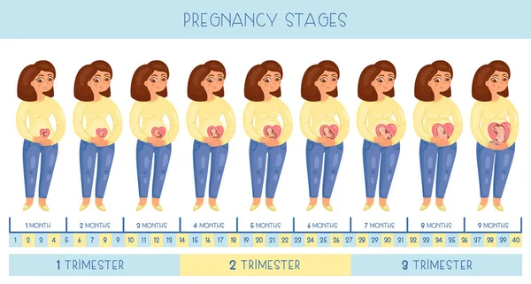 Γλυκό Έγκυο Γυναίκα Στάδια Της Εγκυμοσύνης Ανάπτυξη Του Εμβρύου Μήνα — Διανυσματικό Αρχείο