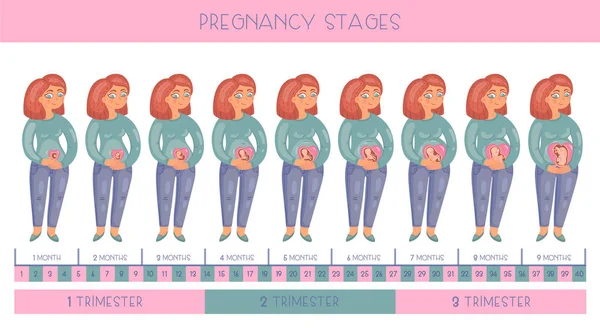 Sladká Žena Těhotná Zázvor Stádiích Těhotenství Vývoj Embrya Každý Měsíc — Stockový vektor