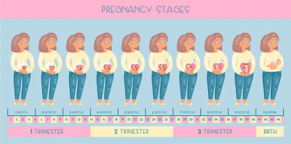 Süße Schwangere Die Stadien Der Schwangerschaft Die Entwicklung Des Embryos — Stockvektor