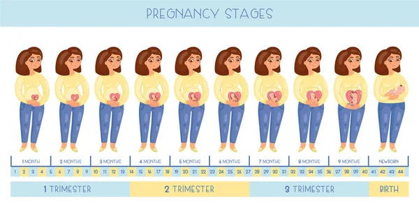 Süße Schwangere Die Stadien Der Schwangerschaft Die Entwicklung Des Embryos — Stockvektor