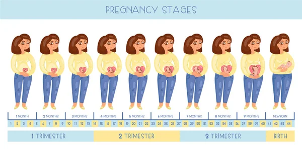 Милая Беременная Женщина Этапы Беременности Развитие Эмбриона Месяц Месяцем — стоковый вектор