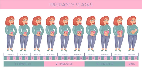 Sladká Žena Těhotná Zázvor Stádiích Těhotenství Vývoj Embrya Každý Měsíc — Stockový vektor