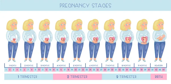 Süße Schwangere Die Stadien Der Schwangerschaft Die Entwicklung Des Embryos — Stockvektor