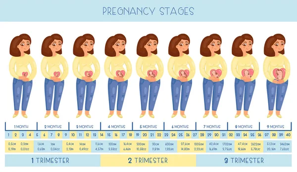 100,000 Pregnancy stages Vector Images