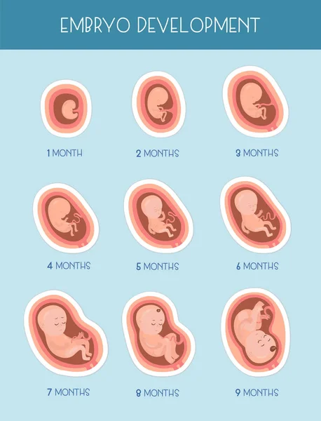 Stadia Van Ontwikkeling Van Het Embryo Vector Platte Infographic Pictogrammen — Stockvector