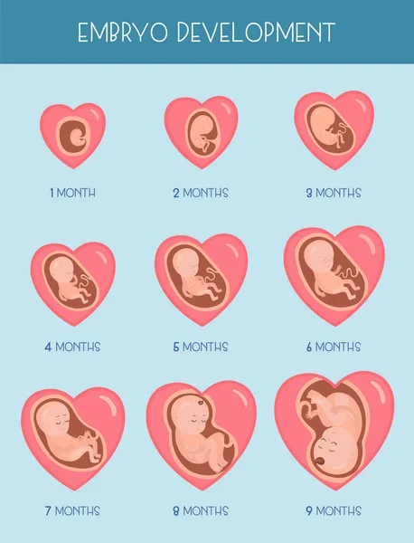 Stadier Embryots Utveckling Vector Platt Infographic Ikoner — Stock vektor