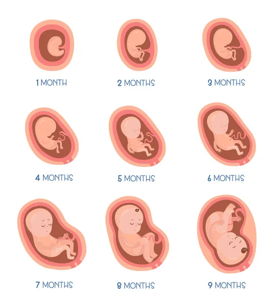 Stages Embryo Development Vector Flat Infographic Icons — Stock Vector