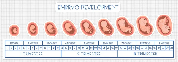 Etapas Del Desarrollo Embrionario Iconos Infografía Plana Vectorial — Archivo Imágenes Vectoriales