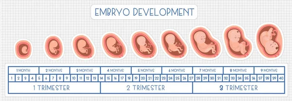 Embriyo gelişimin. Vektör düz Infographic simgeler.