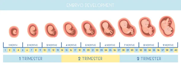 Stades Développement Embryonnaire Icônes Vectorielles Infographie Plate — Image vectorielle