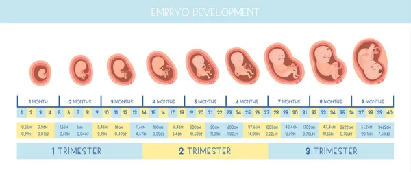 Embriyo gelişimin. Vektör düz Infographic simgeler.