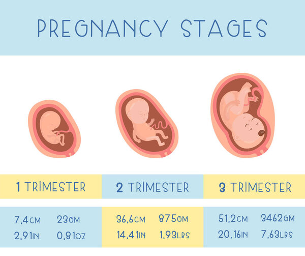 Trimesters of pregnancy. Vector flat infographic icons.