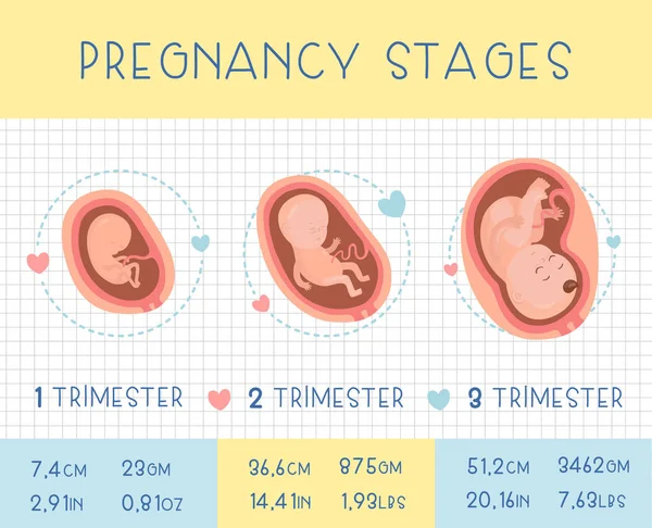 Trimester Der Schwangerschaft Vektor Flache Infografik Symbole — Stockvektor