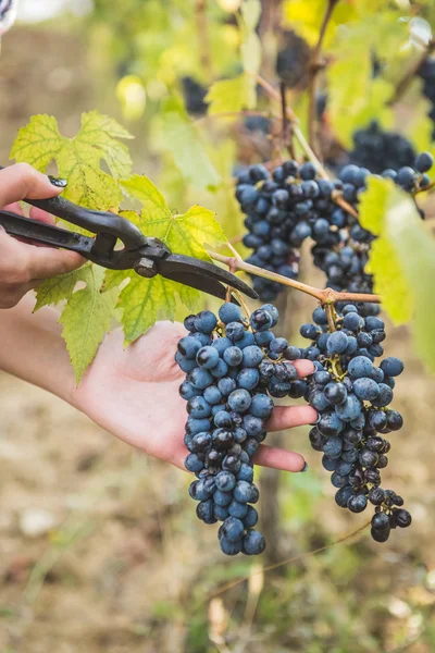 Vrouwelijke hand snijden druif uit bos — Stockfoto