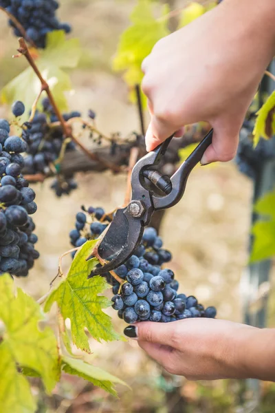 Рука за допомогою ножиць для різання винограду — стокове фото