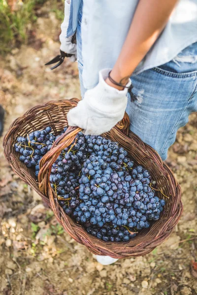 Hand met mand met biologische druiven — Stockfoto