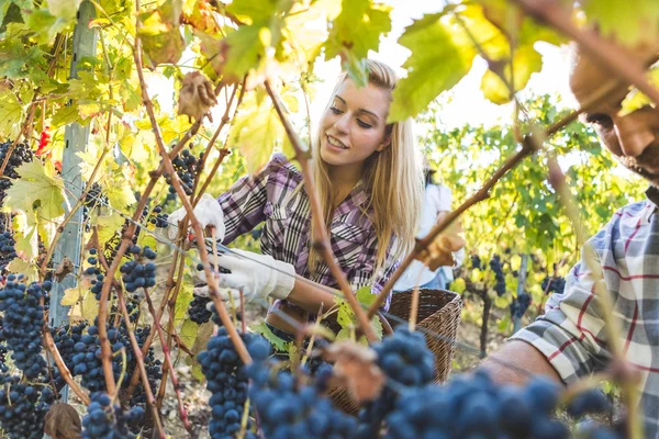 Woman harvesting ripe wine grapes — Stock Photo, Image