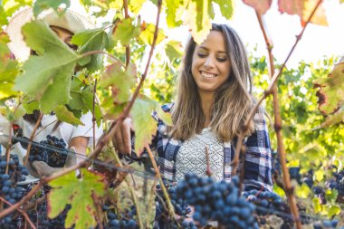 Arkadaşlar bağ üzüm toplama  
