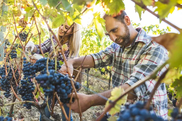 Femme récoltant des raisins de vin mûrs — Photo