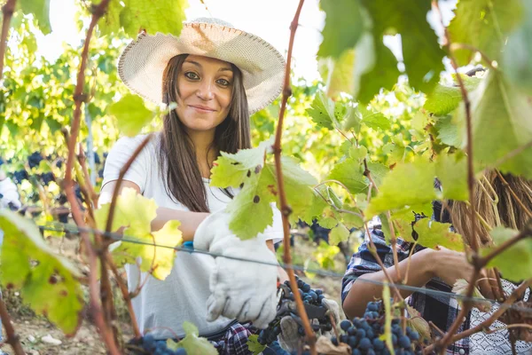 Mujer cosechando uvas —  Fotos de Stock