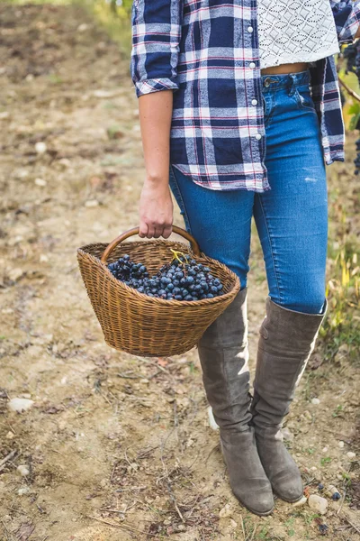 Cesta com uvas em mãos femininas — Fotografia de Stock
